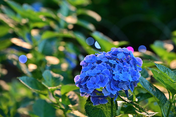紫陽花の輝き