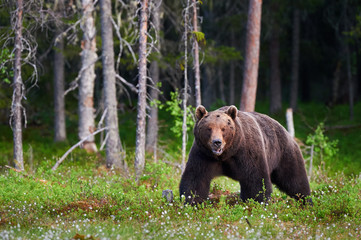 Obraz na płótnie Canvas Big brown bear (Ursus arctos) in the forest