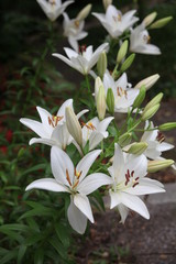 Fototapeta na wymiar lilies in the garden