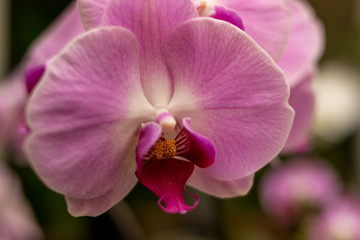 Fototapeta na wymiar Pink Orchid 01
