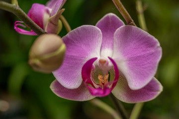 Fototapeta na wymiar Pink Orchid 02