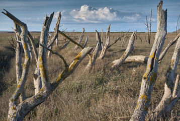 Flooded dead trees on the coast at Porlock Bay through managed retreat - evening