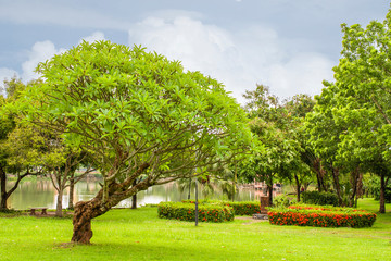 The park with green trees has both small and large trees on the lawn in the morning.