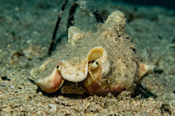 Fish swim in the Red Sea, colorful fish, Eilat Israel
