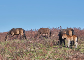 Exmoor Ponies with foal on the moor