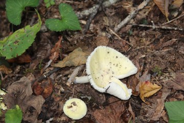 Forrest Mushroom close up