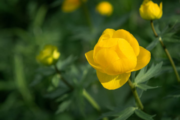 Wild yellow flowers of the European globeflower on the forest lawn close up, copy space