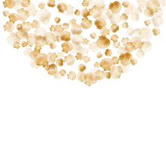 Exotic scallop, bivalve pearl shell, marine mollusk isolated on white wild life nature background. 