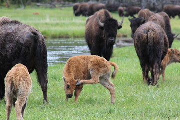 Bison red dog calf