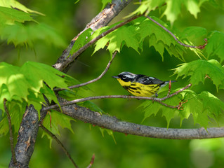 Magnolia Warbler Perched on Tree Branch in Spring