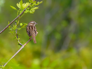 Song Sparrow Perched on Tree Branch in Spring
