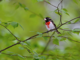 Male Rose-breasted Grosbeak Perched on Tree Branch in Spring