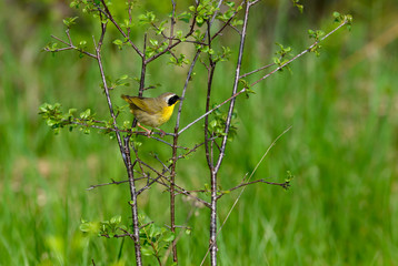 Common Yellowthroat Perched on Tree Branch in Spring