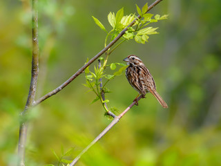 Song Sparrow Perched on Tree Branch in Spring