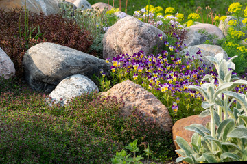 Blooming violets and other flowers in a small rockery in the summer garden © Галина Сандалова