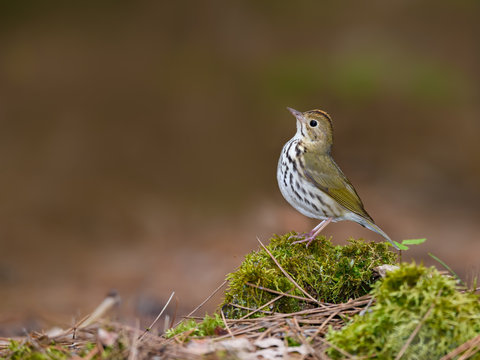 Ovenbird Perched on Log Covered in Moss in Spring