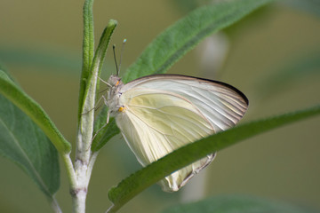 Butterfly 2019-46 / Great Southern White Butterfly (Ascia monuste)