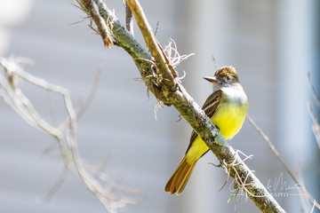 Great Crested Flycatcher