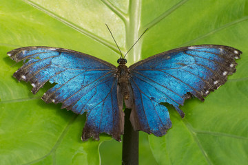 Fototapeta na wymiar Butterfly 2019-47 / Blue morpho butterfly (Morpho peleides) Ragged and torn