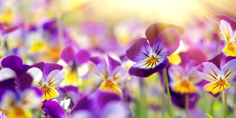 Fototapeten Gruppe der mehrjährigen gelb-violetten Viola cornuta, bekannt als Hornstiefmütterchen oder Hornveilchen © Галина Сандалова