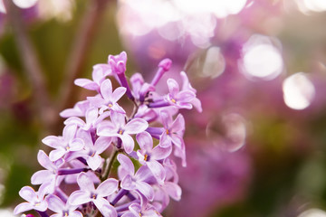 flowering branch of lilac in the spring garden close up