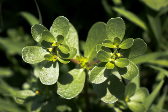 Planta o reto&ntilde;o