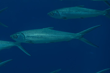 Fish swim in the Red Sea, colorful fish, Eilat Israel
