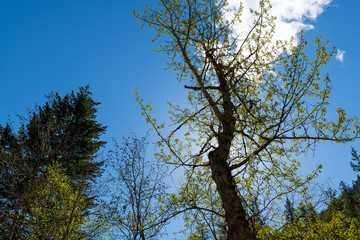 Backlit trees against a blue sky with white clouds in early spring