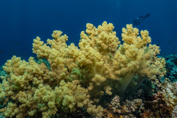 Fototapeta na wymiar Coral reefs and water plants in the Red Sea, Eilat Israel