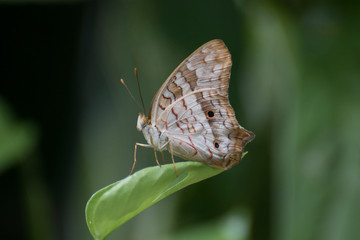 Fototapeta na wymiar Butterfly 2019-50 / White peacock butterfly (Anartia jatrophae)