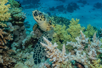 Hawksbill sea turtle in the Red Sea, dahab, blue lagoon sinai