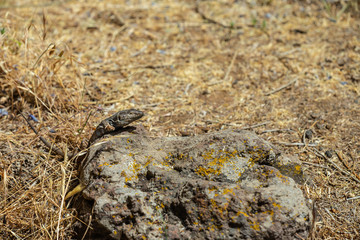 Close up. Lizard basking on a pebble. National Park Teide, Tenerife, Canary Islands