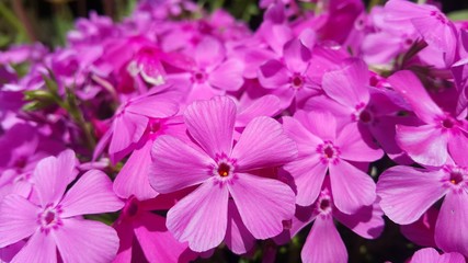 Close up view of several pink flowers under sunlight with pink petals