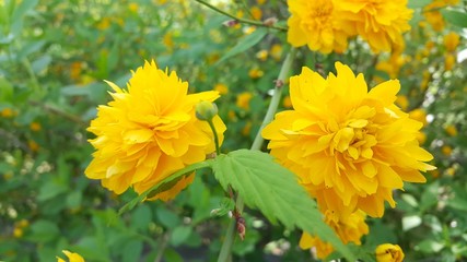 Closeup view of lovely yellow flower against a green leaves background