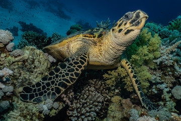 Fototapeta na wymiar Hawksbill sea turtle in the Red Sea, dahab, blue lagoon sinai