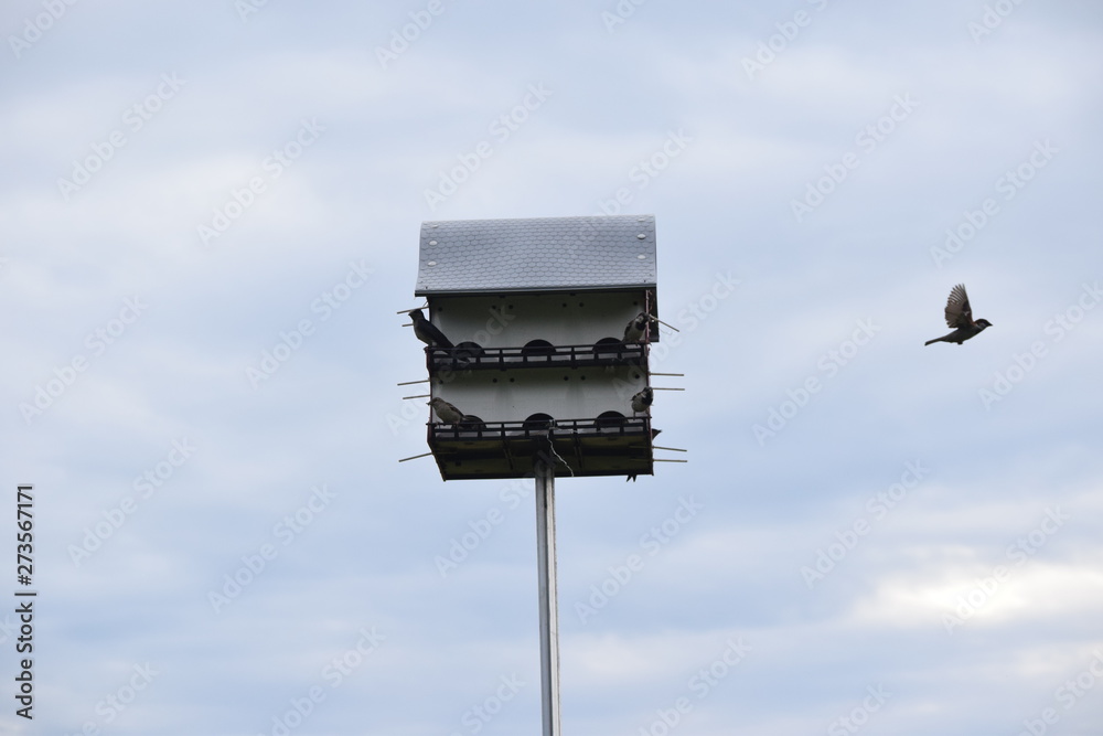 Wall mural birdhouse