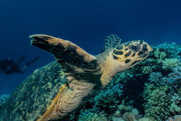 Obraz na płótnie Canvas Hawksbill sea turtle in the Red Sea, dahab, blue lagoon sinai