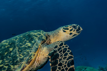 Obraz na płótnie Canvas Hawksbill sea turtle in the Red Sea, dahab, blue lagoon sinai
