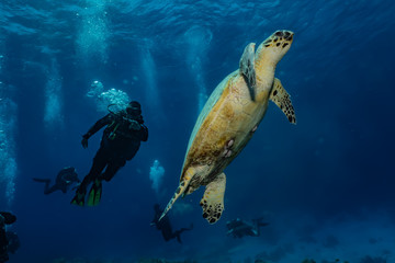 Obraz premium Hawksbill sea turtle in the Red Sea, dahab, blue lagoon sinai