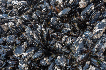 Barnacles and Mussels on Rocks in Tidepool