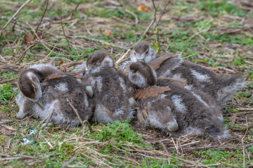 Egyptian goose goslings (Alopochen aegyptiaca) resting on a grass