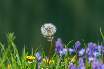 Flowers with leaves in green grass, spring photo