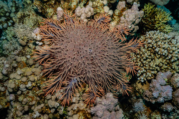 Coral reefs and water plants in the Red Sea, Eilat Israel