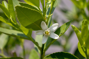 Flor de azahar, flor de limonero 