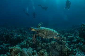 Naklejka na ściany i meble Hawksbill sea turtle in the Red Sea, dahab, blue lagoon sinai