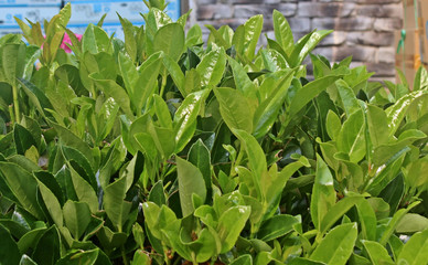 화단에 광나무잎