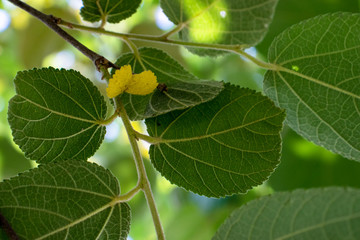 Hoja amarilla entre hojas verdes