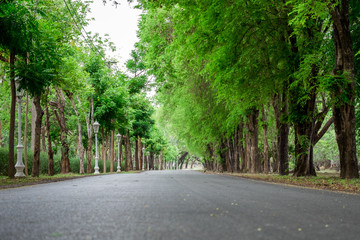 The road in the middle of the trees. Road to Si Satchanalai History Park