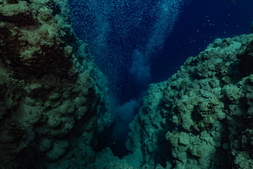 Coral reefs and water plants in the Red Sea, Eilat Israel