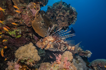 Coral reefs and water plants in the Red Sea, Eilat Israel